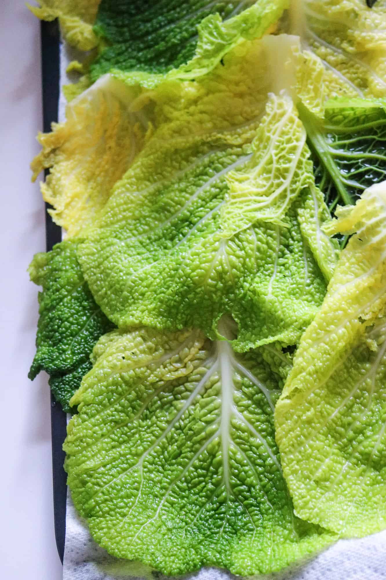 boiled savoy cabbage leaves